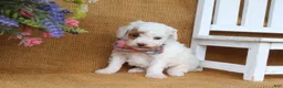 Miniature Poodle dogs for sale: Owen - Ad 5