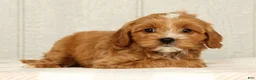 Cavapoo dogs for sale: Bobby - Ad 3
