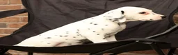 Dalmatian dogs for sale: Cindy - Ad 8