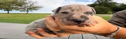 Great Dane dogs for sale: Onyx - Ad 3