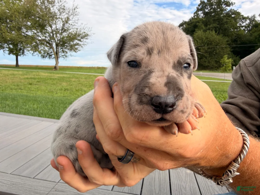 Great Dane dogs for sale: Onyx - Ad 3