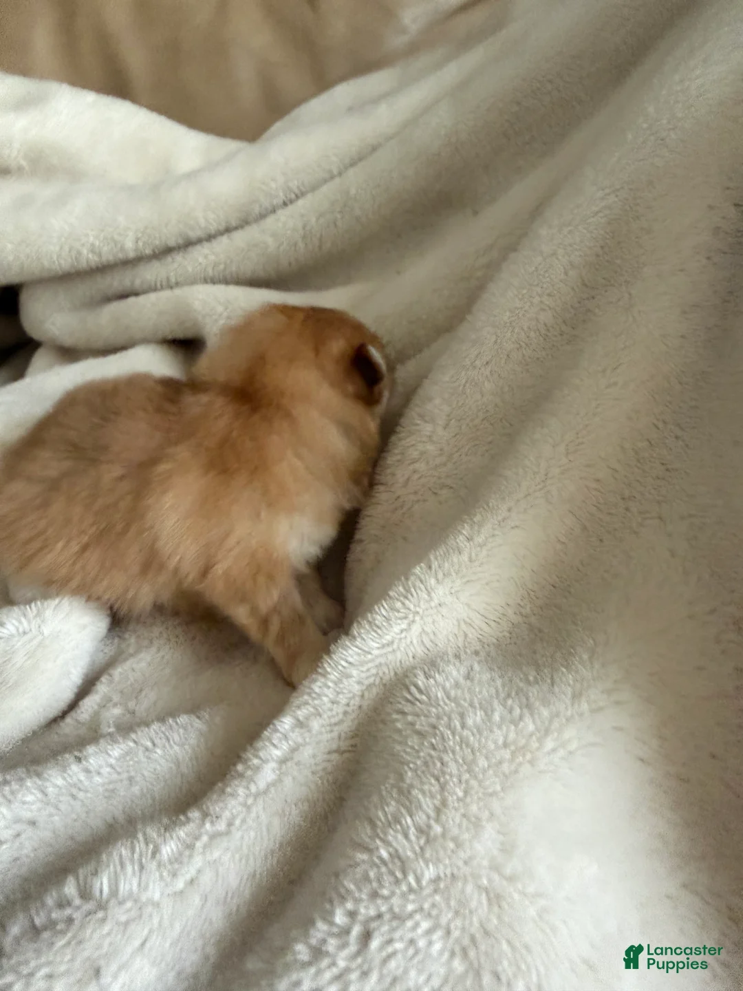 Pomeranian dogs for sale: Harlow - Ad 2