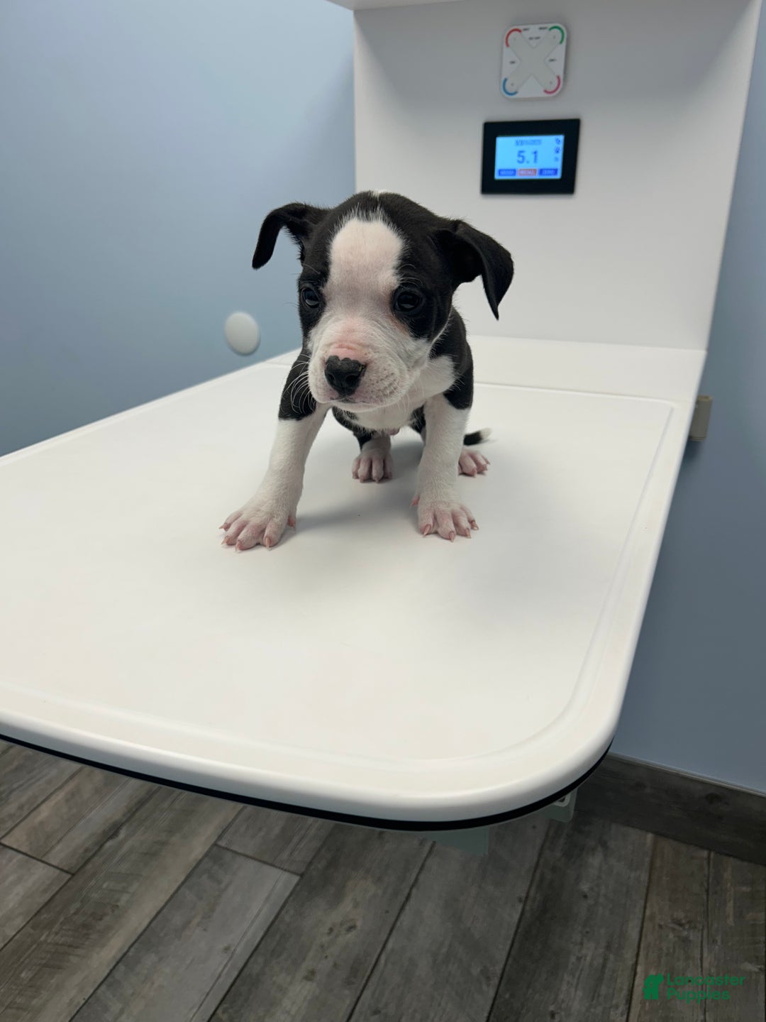 Mixed Breed dogs for sale: Alapaha Bully  - Ad 2