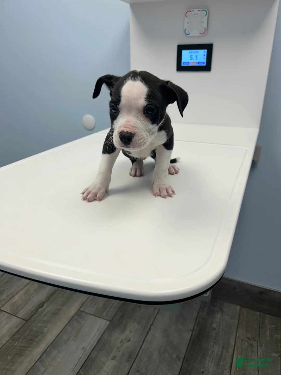 Mixed Breed dogs for sale: Alapaha Bully  - Ad 2