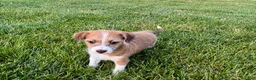 Mixed Breed dogs for sale: Italian greyhound/Havanese Cade  - Ad 3