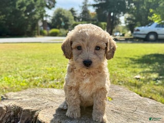 Cockapoo dogs - Ad 4