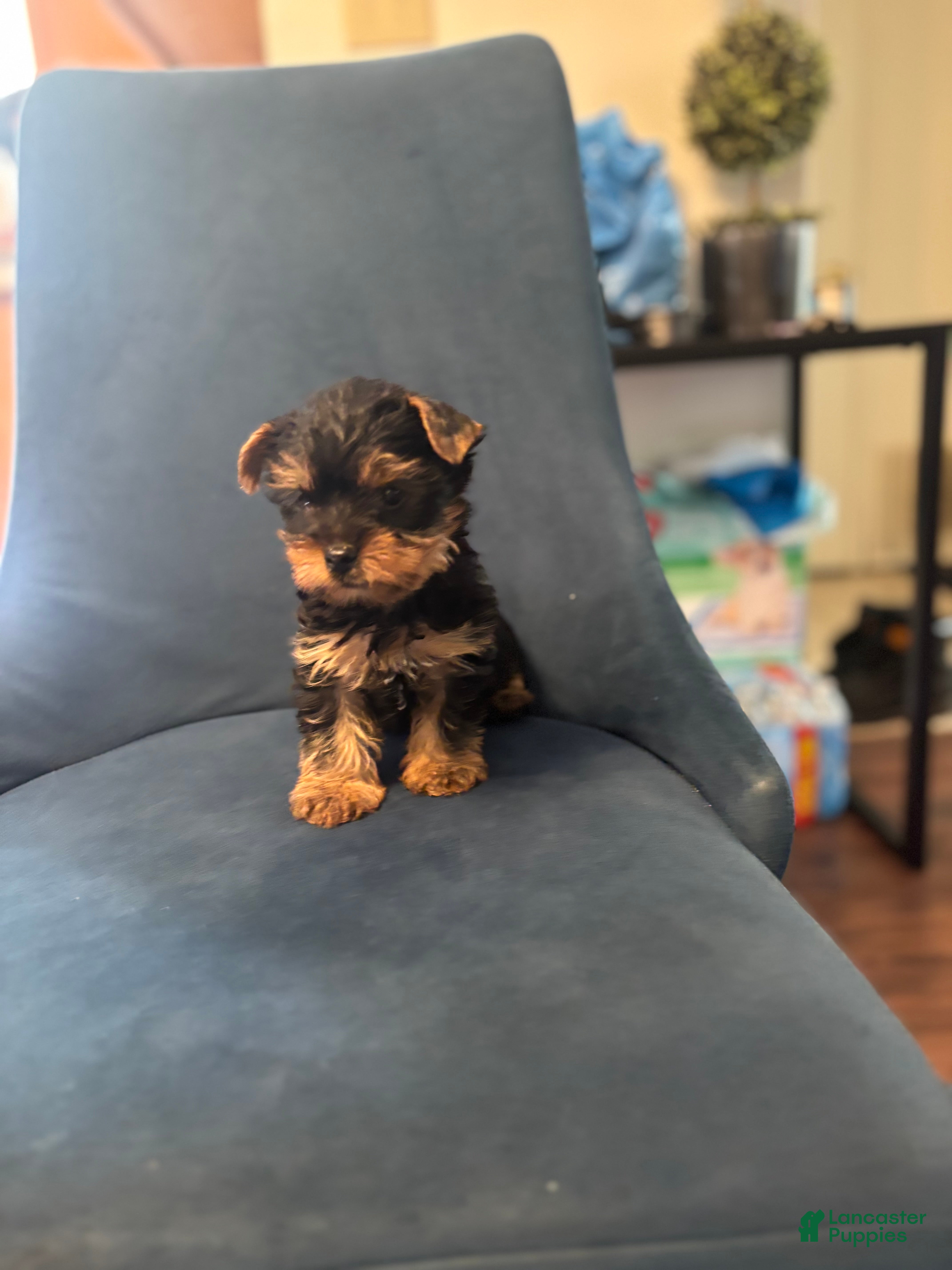 Yorkshire Terrier dogs for sale: Rocky  - Ad 1