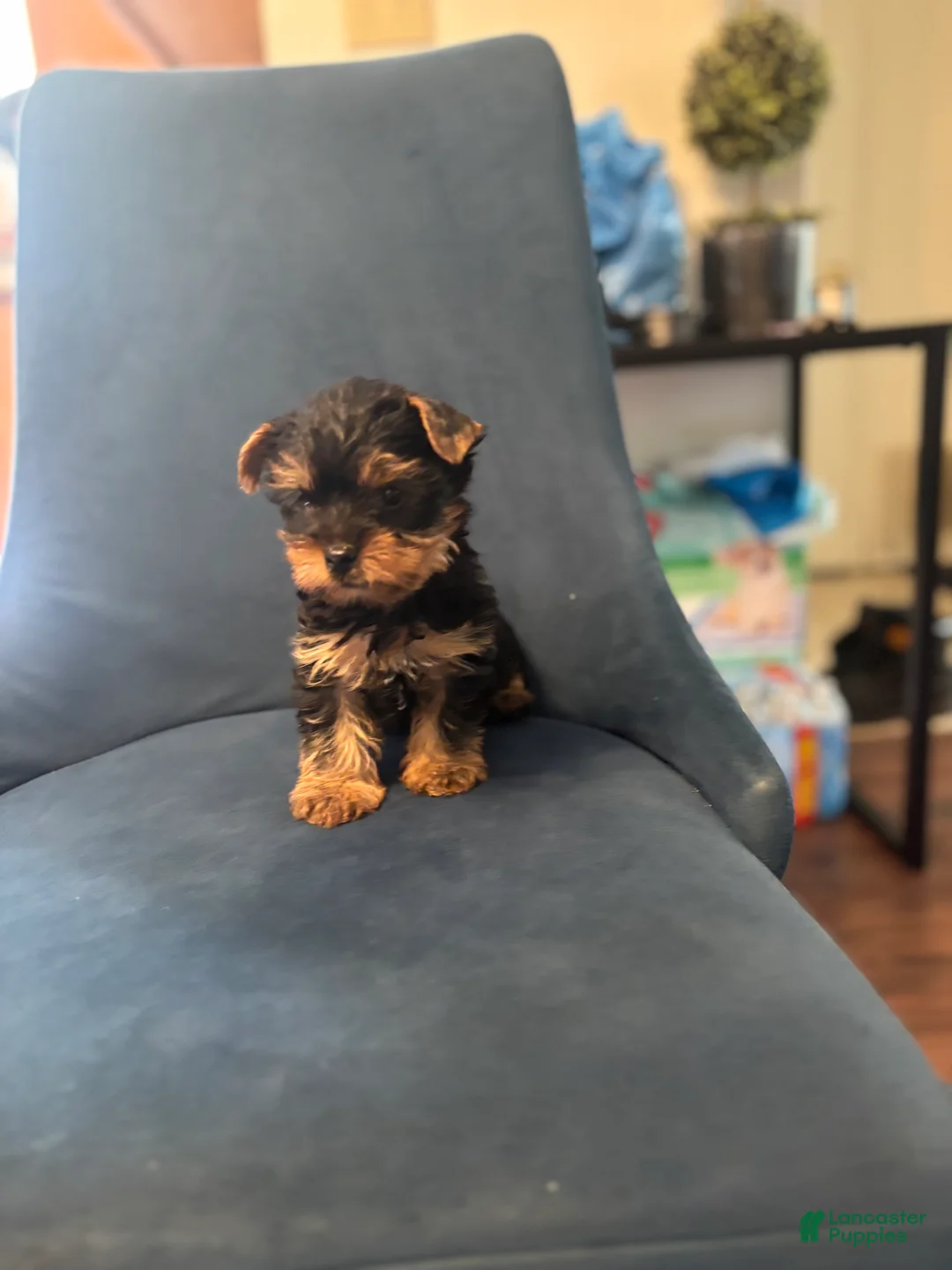 Yorkshire Terrier dogs for sale: Rocky  - Ad 1