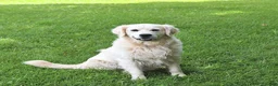 Golden Retriever dogs for sale: Jewelz     extra small - Ad 7