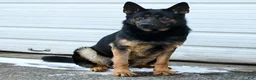 German Shepherd dogs for sale: Gracie - Ad 7