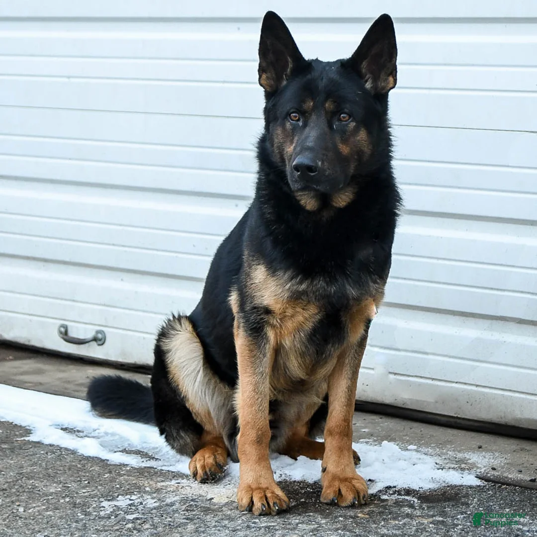 German Shepherd dogs for sale: Gracie - Ad 7