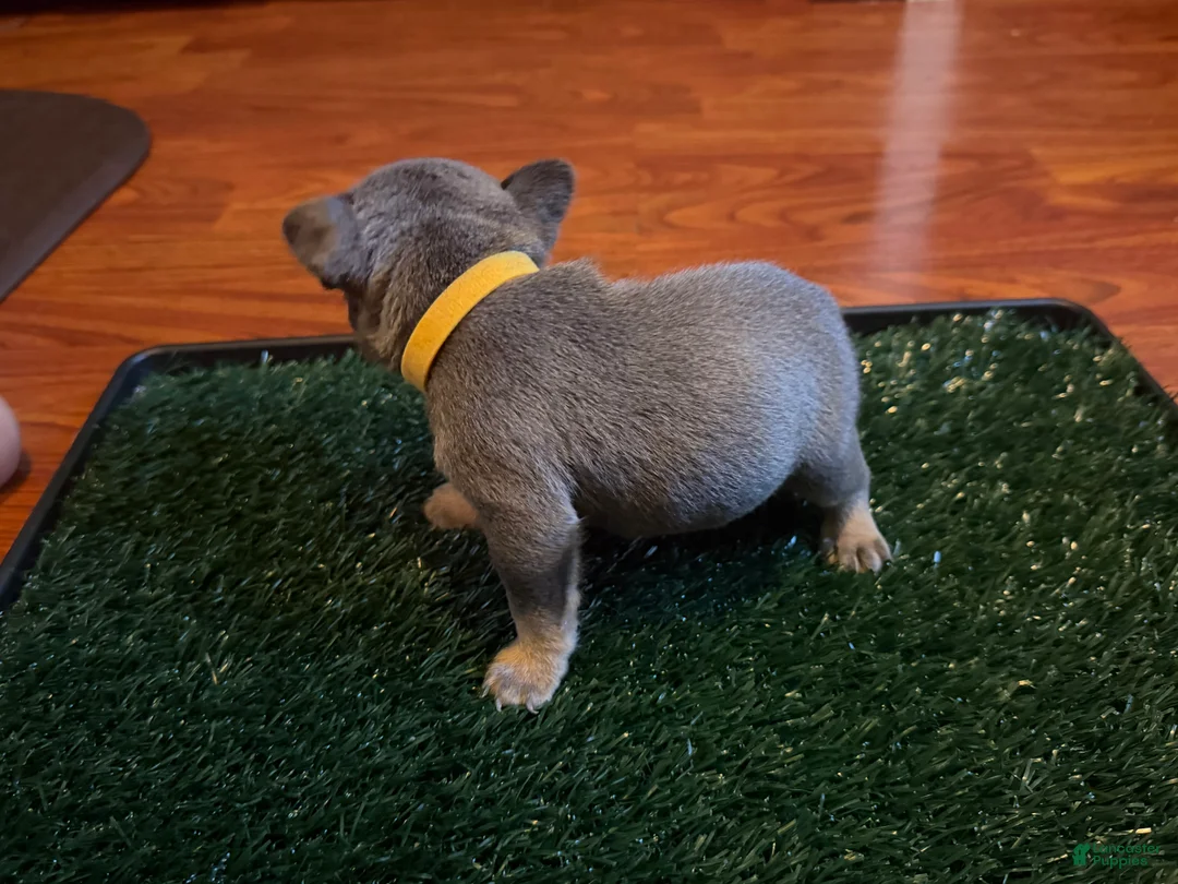 French Bulldog dogs for sale: Paws  - Ad 2