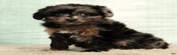 Mini Aussiedoodle dogs for sale: Missy - Ad 7