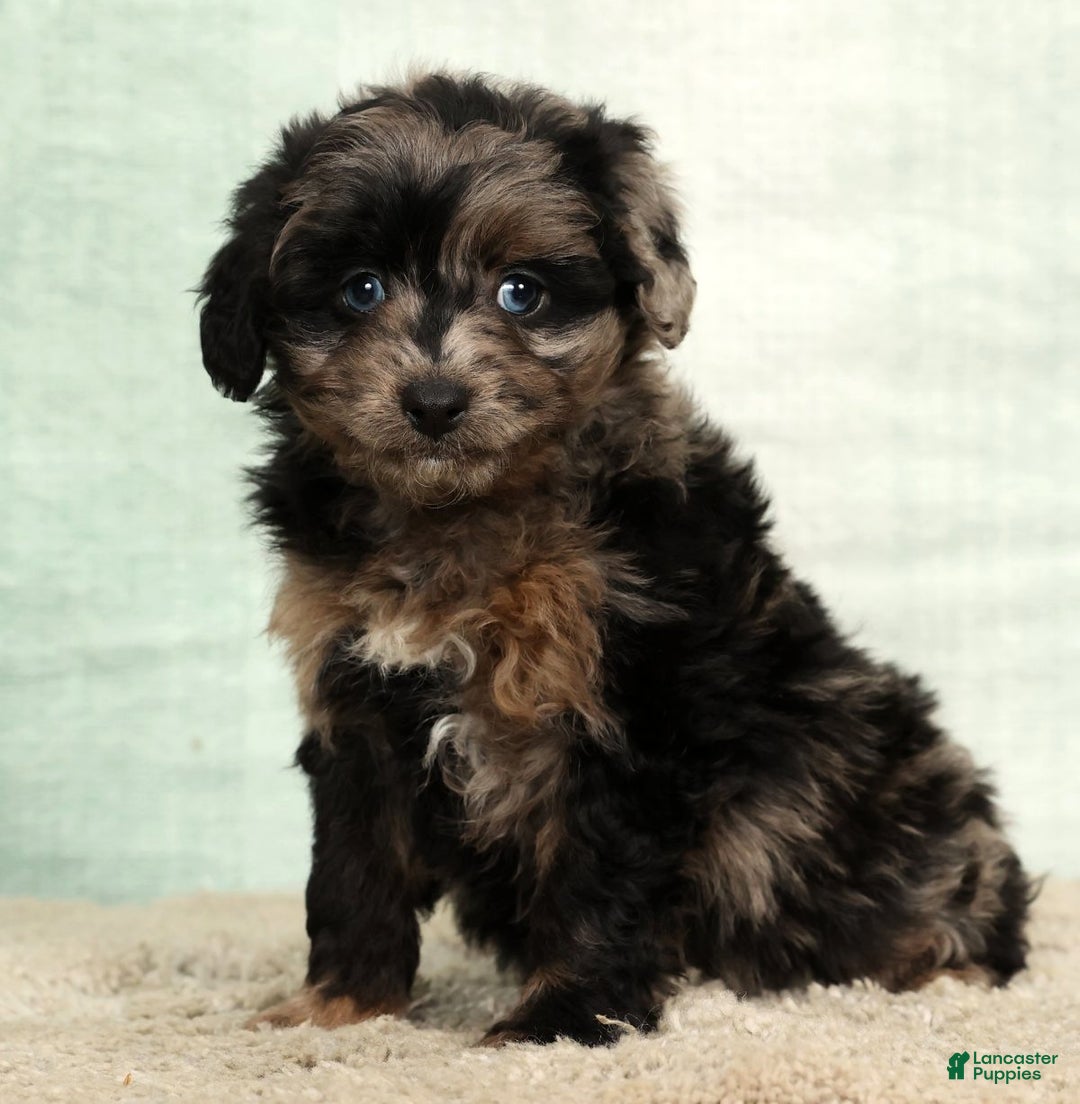 Mini Aussiedoodle dogs for sale: Missy - Ad 7