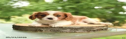 Cavalier King Charles Spaniel dogs for sale: Brock - Ad 3
