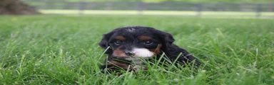 Riley