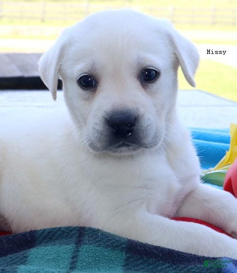 Labrador Retriever dogs Missy - Champ lines - Ad 2