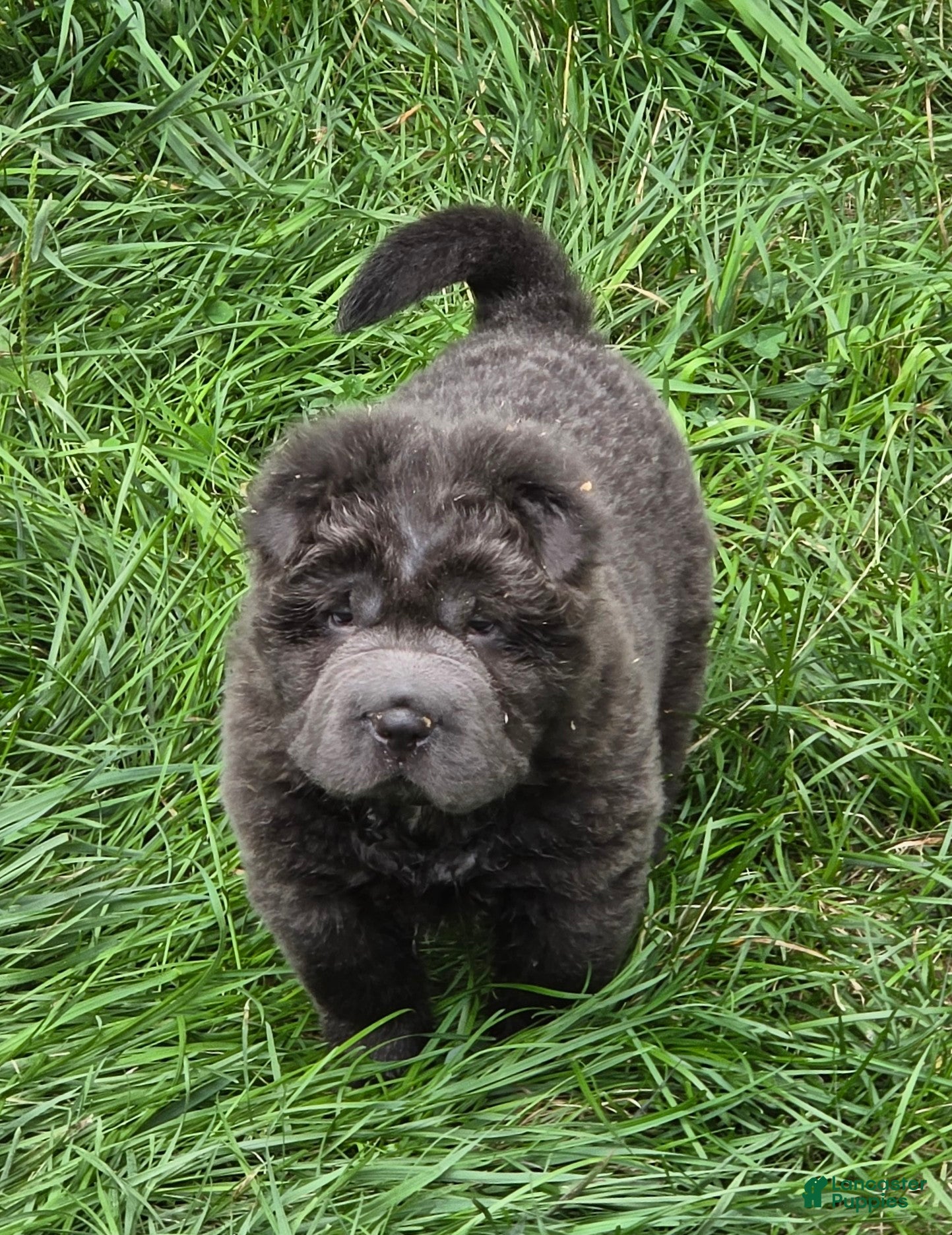 Shar Pei dogs Troy Bear coat mini Blue  - Ad 1