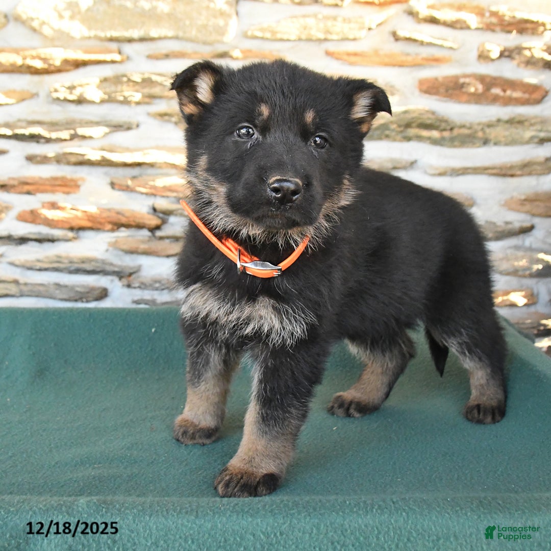 German Shepherd dogs for sale: Mandy - Ad 2