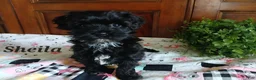 Havapoo dogs for sale: Sheila - Ad 3