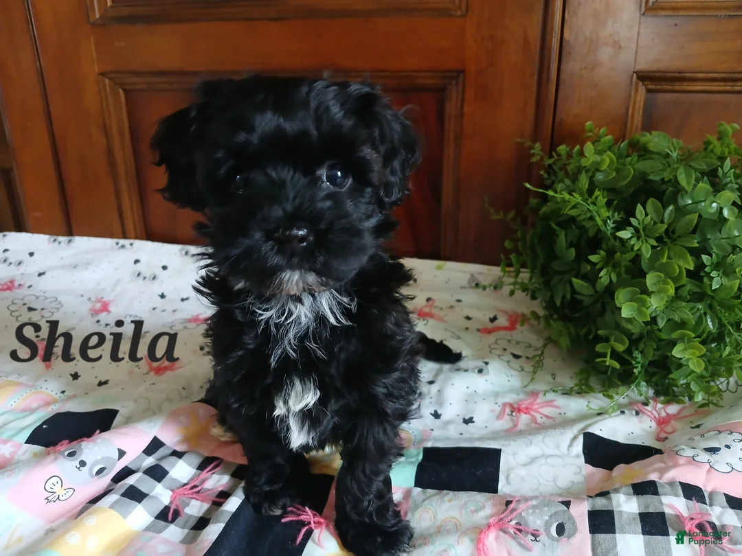Havapoo dogs for sale: Sheila - Ad 3