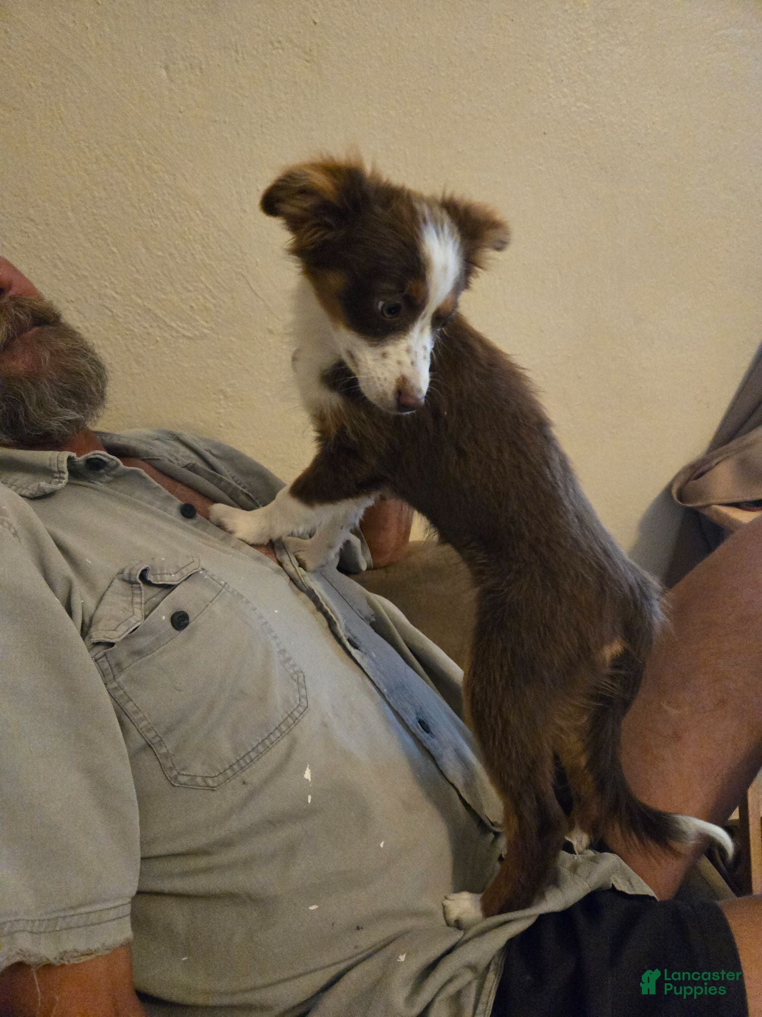 Miniature Australian Shepherd dogs Miniature Australian Shepherd 2 - Ad 6