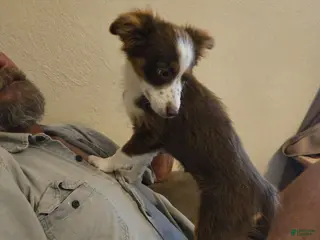 Miniature Australian Shepherd dogs Miniature Australian Shepherd 2 - Ad 6