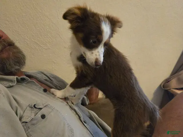 Miniature Australian Shepherd dogs for sale: Miniature Australian Shepherd 2 - Ad 19