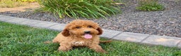 Cockapoo dogs for sale: Sam - Ad 6