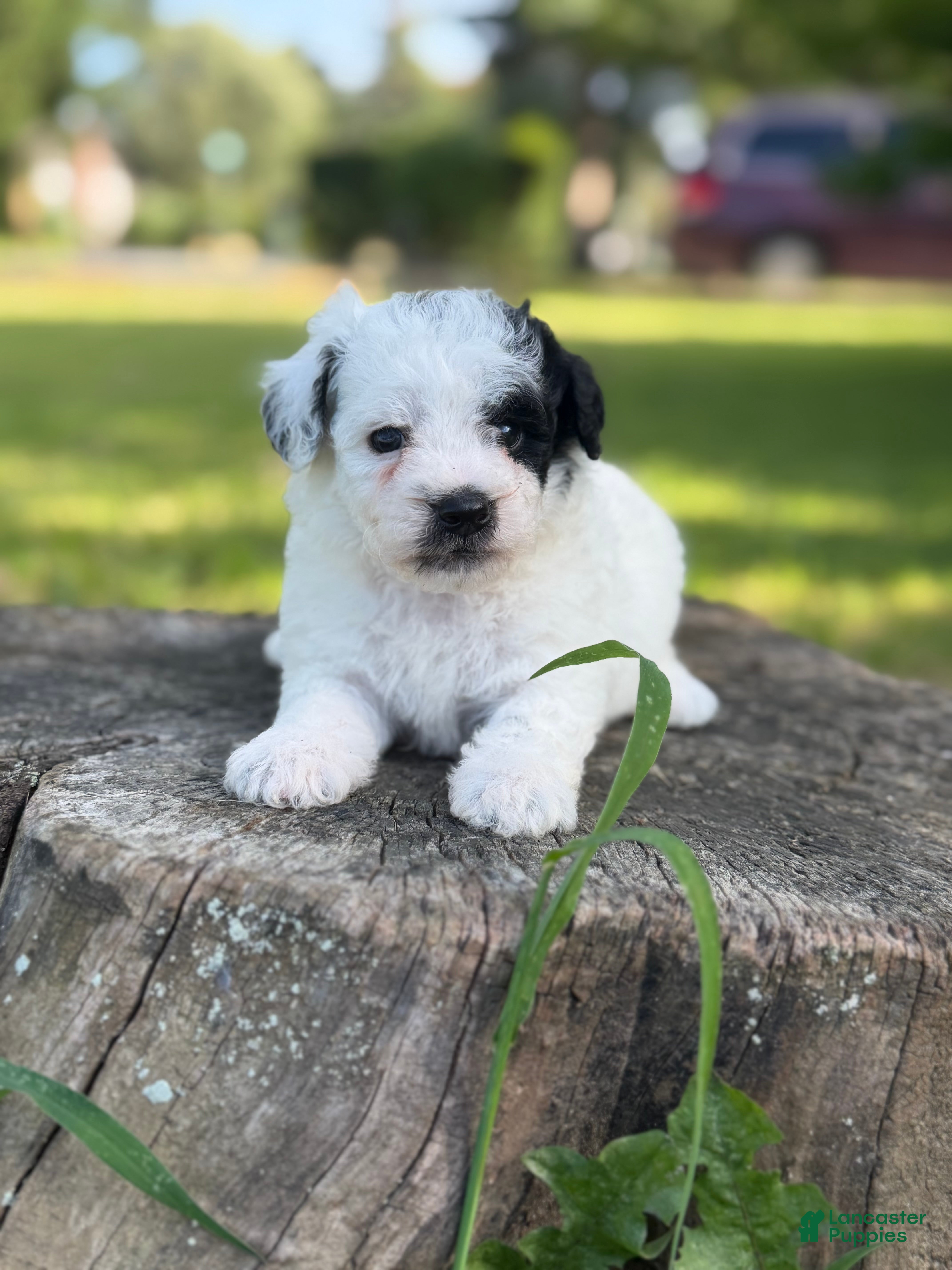 Toy Poodle dogs Boston - Ad 2