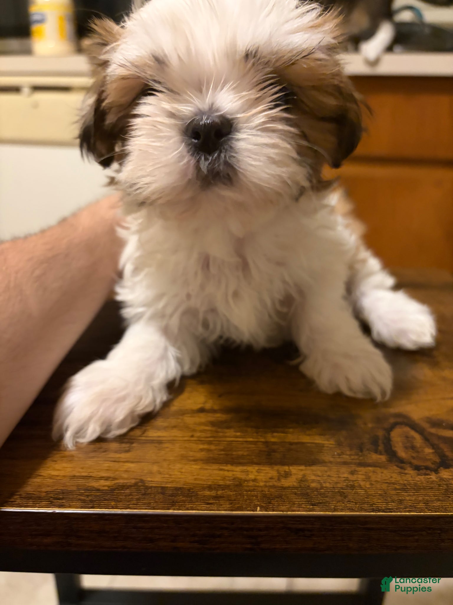 Shih Tzu dogs Shih Tzu Puppy 2 - Ad 34