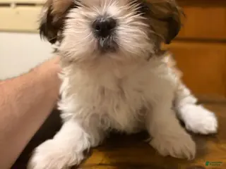 Shih Tzu dogs Shih Tzu Puppy 2 - Ad 34