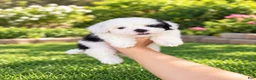 Shihpoo dogs for sale: Bert - Ad 1