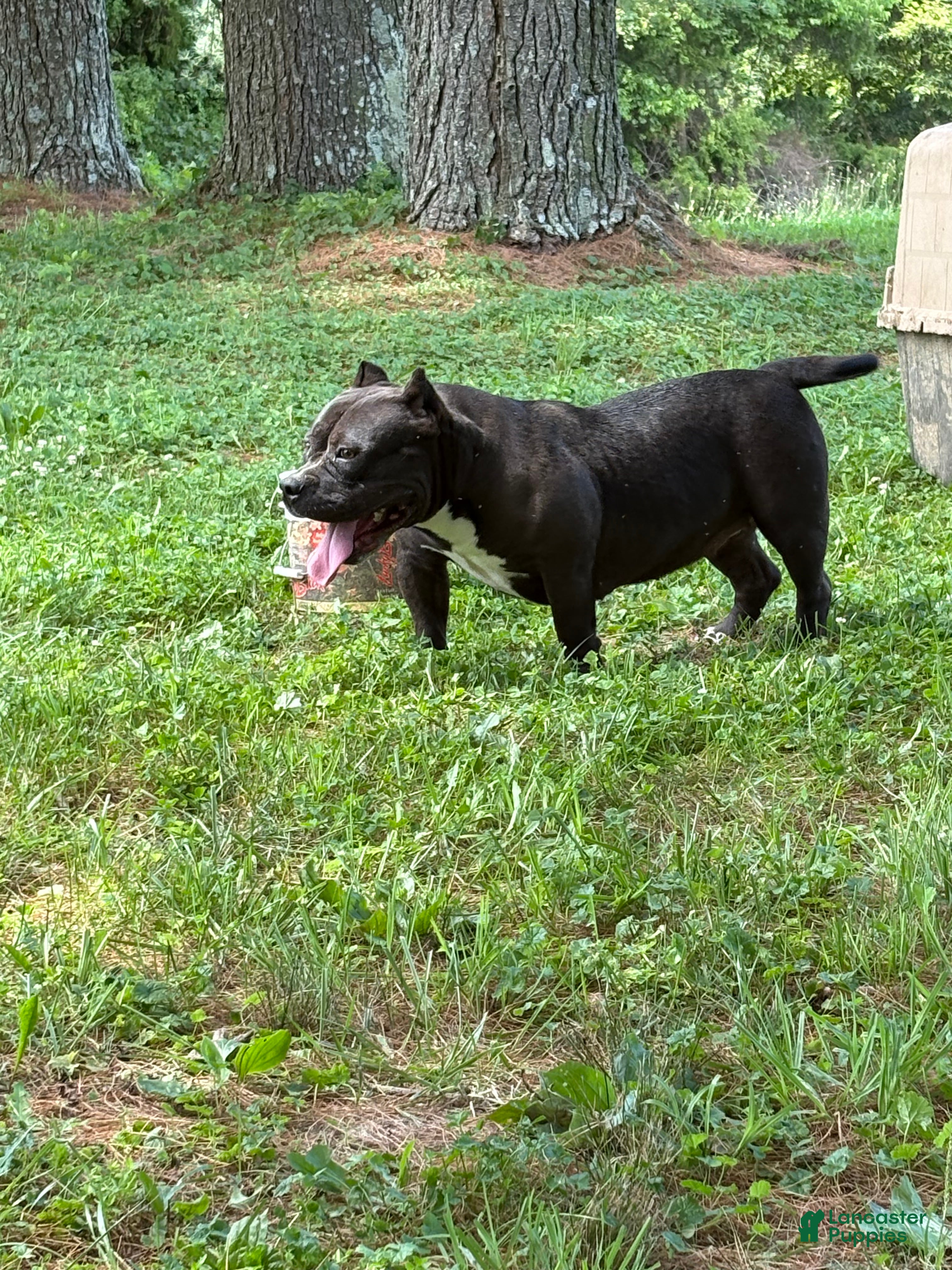 American Bully dogs Bella - Ad 1