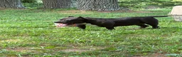 American Bully dogs for sale: Bella - Ad 1