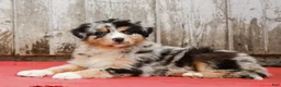 Australian Shepherd dogs for sale: Jimmy - Ad 4