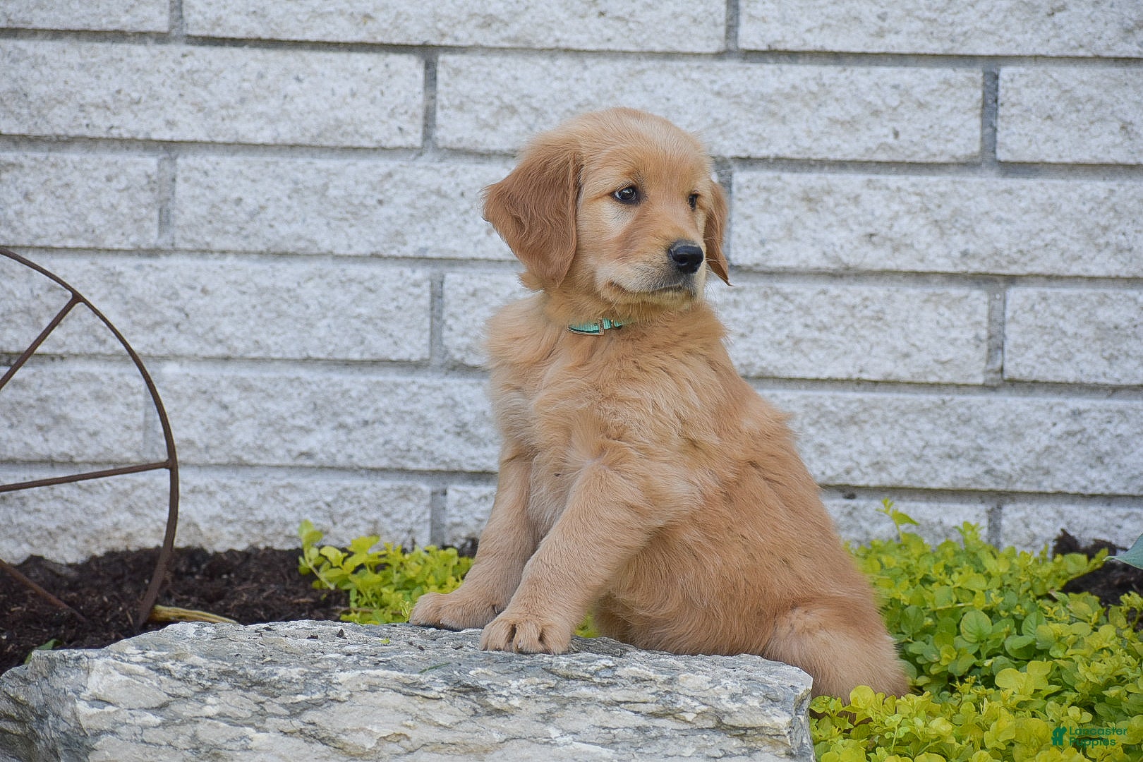 Golden Retriever dogs for sale: Alan - Ad 3