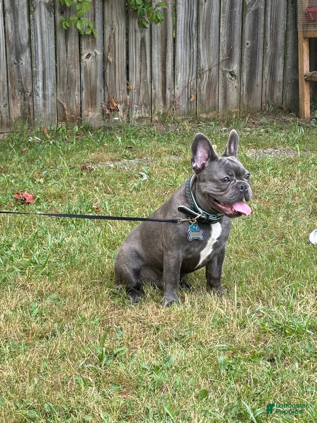 French Bulldog dogs for sale: Toby - Ad 2