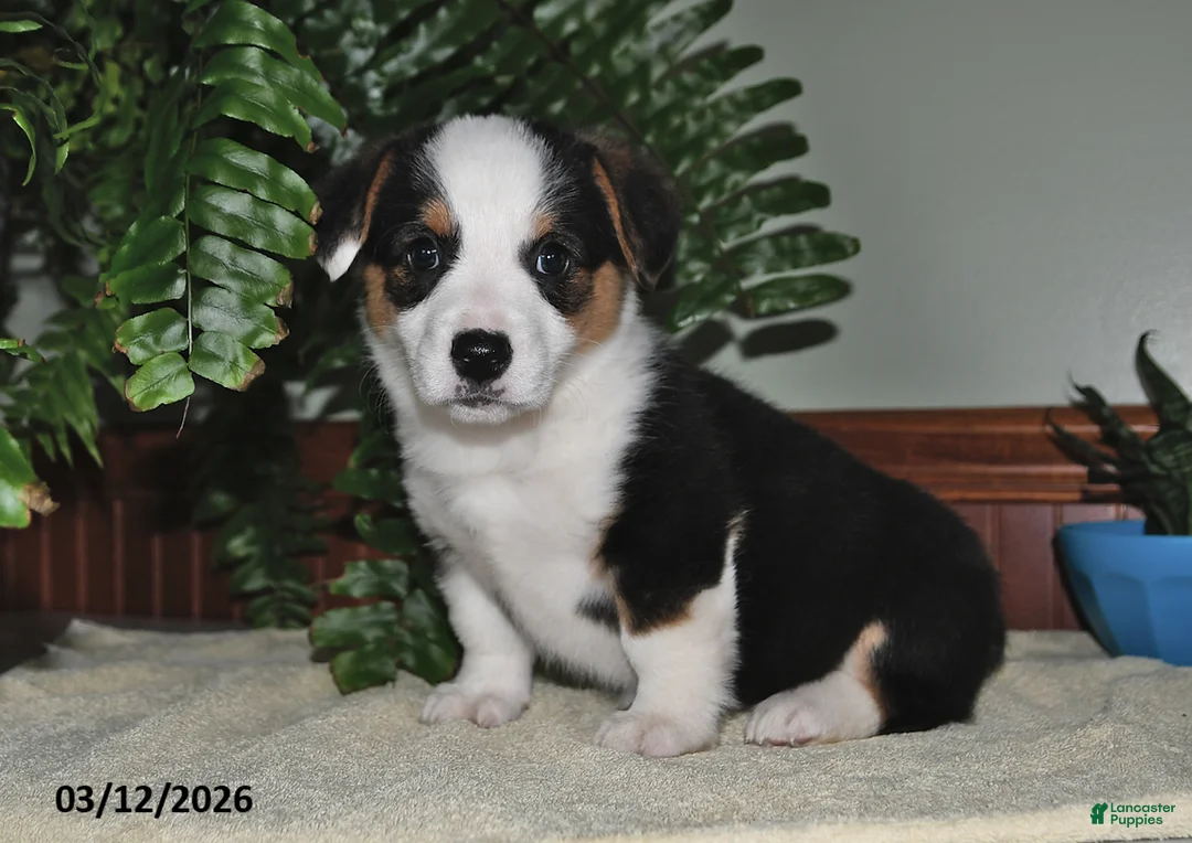 Welsh Corgi Pembroke dogs for sale: Sally - Ad 2
