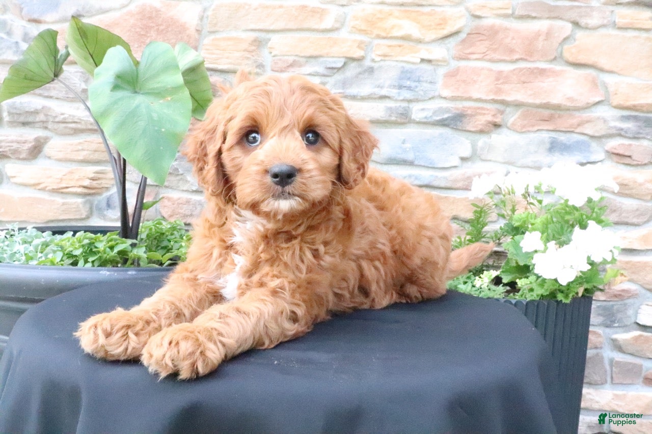 Cavapoo dogs Lenny - Ad 2