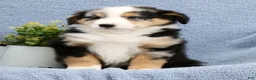 Australian Shepherd dogs for sale: Luke - Ad 7