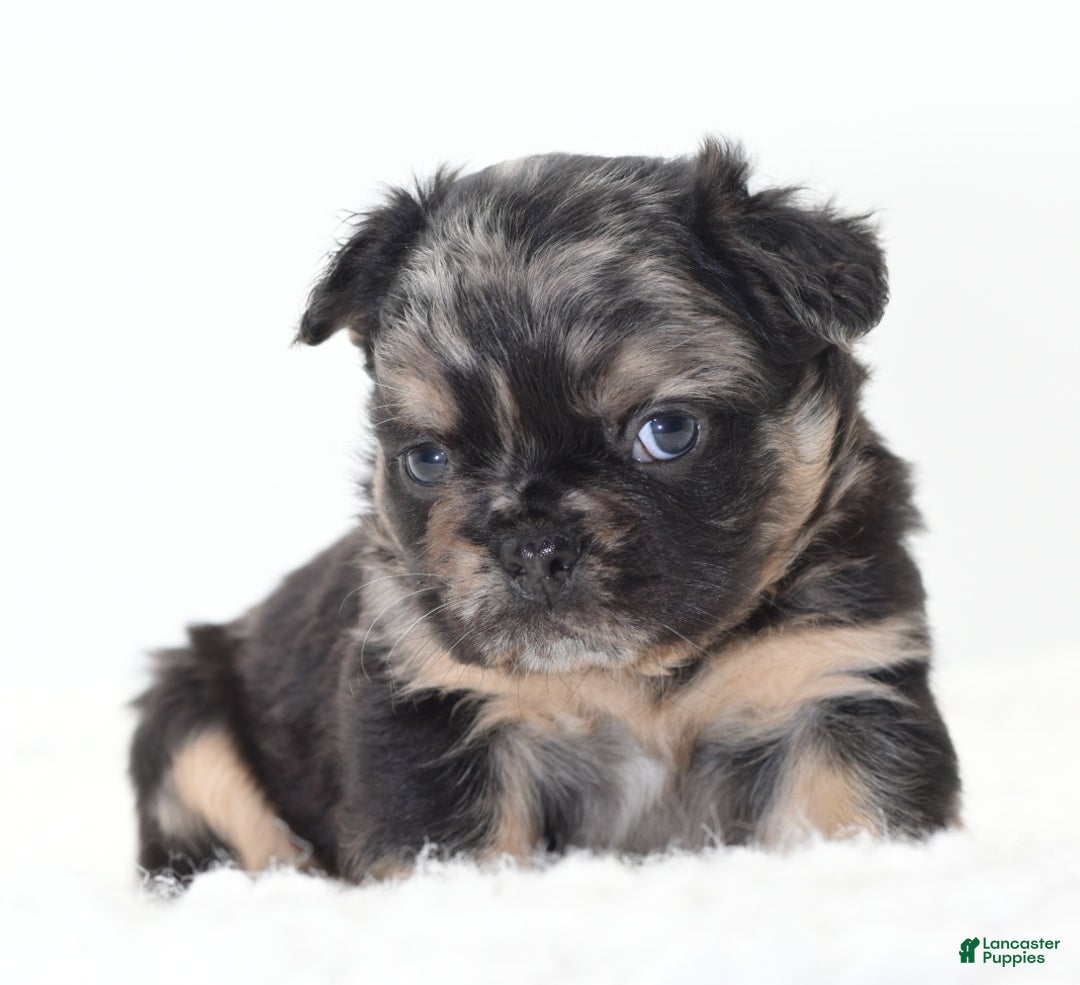 Mixed Breed dogs for sale: Chuck chocolate tri-color fluffy  - Ad 26