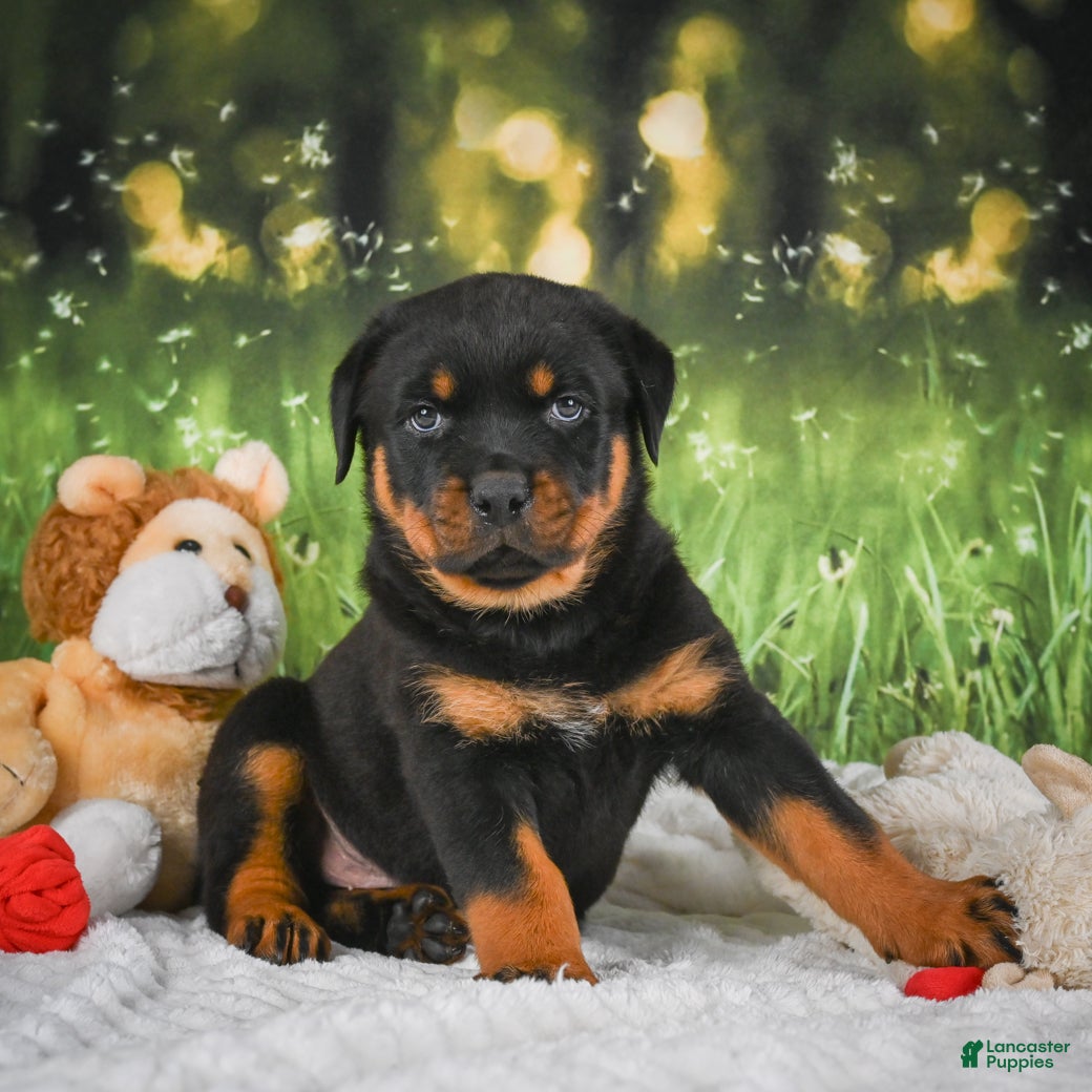 Rottweiler dogs Kane - Ad 1