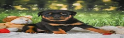 Rottweiler dogs for sale: Kane - Ad 1