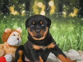 Rottweiler dogs for sale: Kane - Ad 1