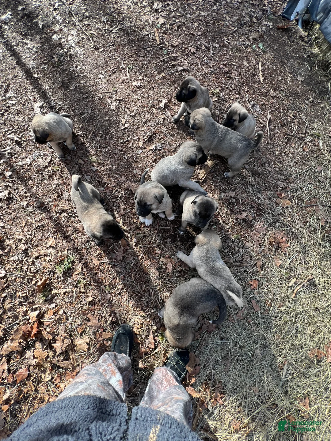 Anatolian Shepherd dogs for sale: Anatolian Shepherd Puppy 1 - Ad 4