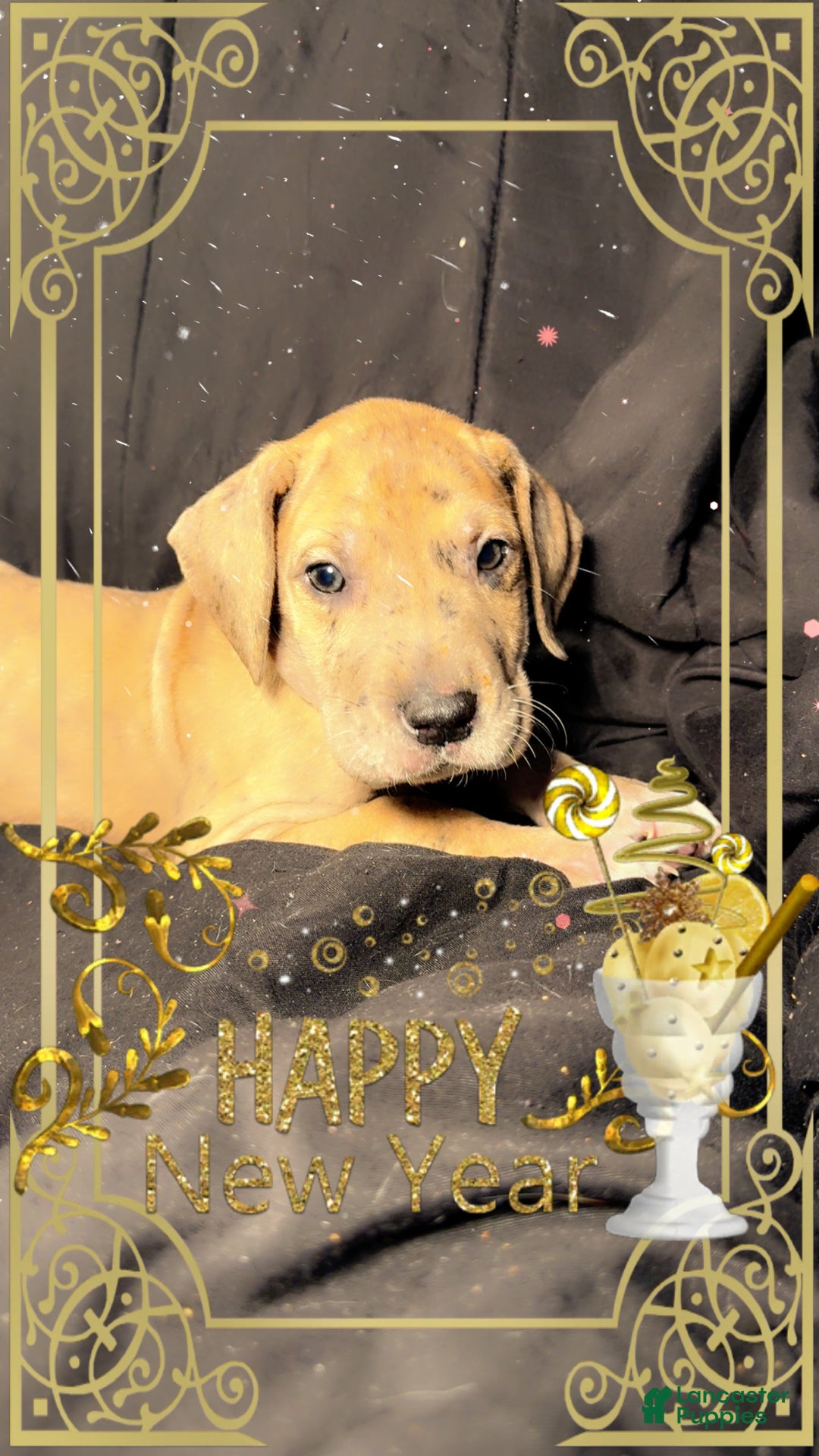 Great Dane dogs for sale: Latte  - Ad 1