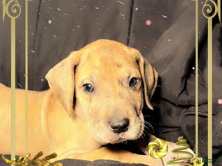 Great Dane dogs Latte - Ad 41