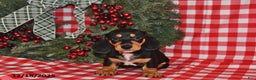 Miniature Dachshund dogs for sale: Buttons - Ad 4