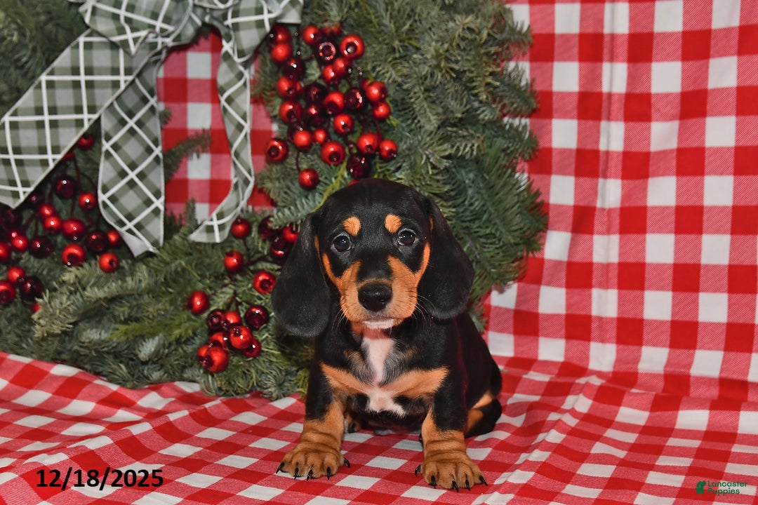 Miniature Dachshund dogs for sale: Buttons - Ad 4